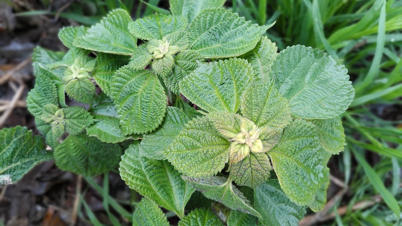 カラムシ 横浜市泉区和泉町