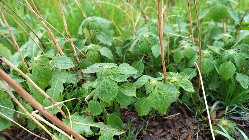 カラムシ 横浜市泉区和泉町