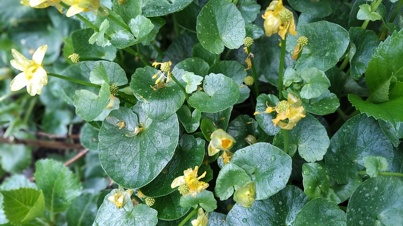 キクザキリュウキンカ 横浜市泉区和泉町