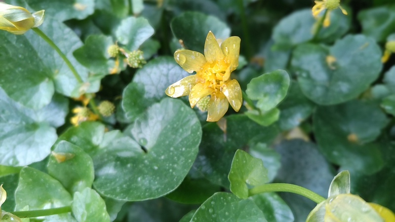 キクザキリュウキンカ 横浜市泉区和泉町