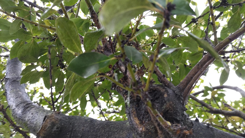 モチノキ 横浜市泉区和泉町
