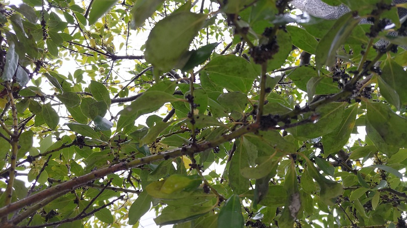 モチノキ 横浜市泉区和泉町