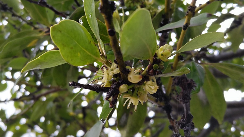 モチノキの雄花 横浜市泉区和泉町