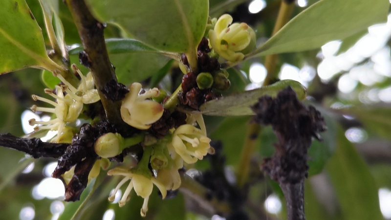 モチノキの雄花 横浜市泉区和泉町
