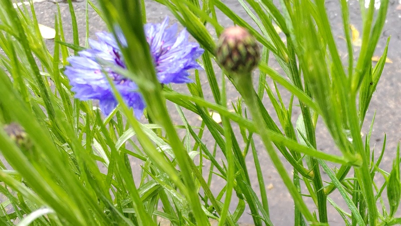 ヤグルマギクの花 横浜市泉区和泉町