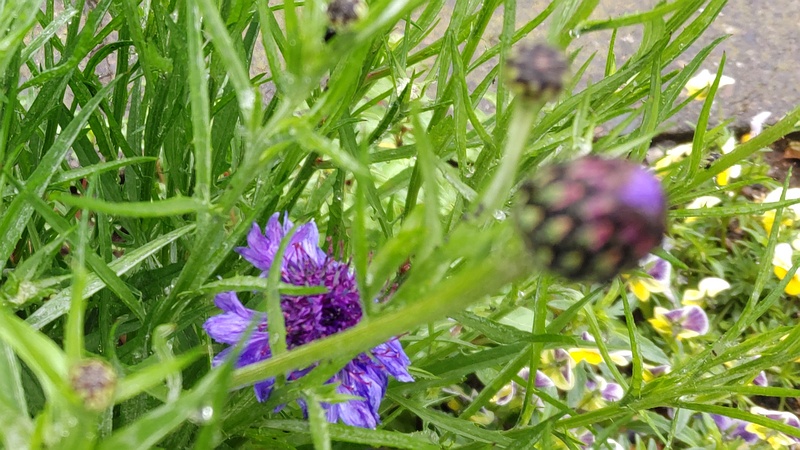 ヤグルマギクの花 横浜市泉区和泉町