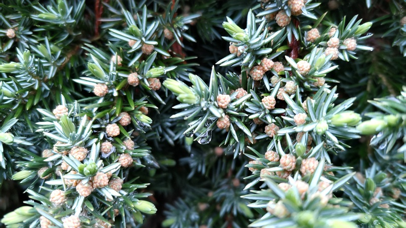オオシマハイネズの雄花 横浜市泉区和泉中央北