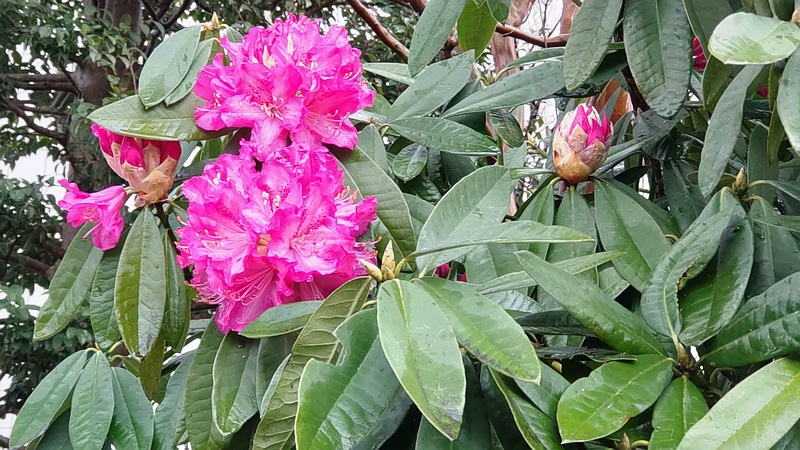 シャクナゲの花 横浜市泉区