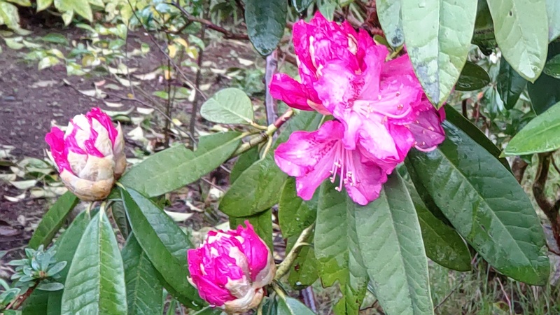 シャクナゲの花 横浜市泉区