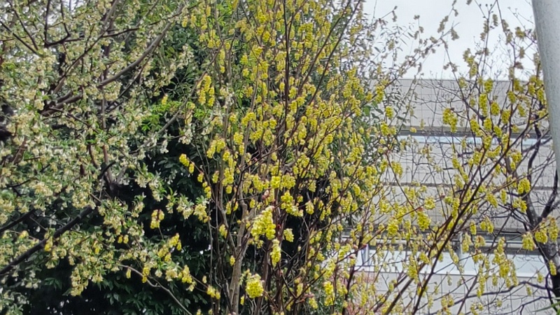ニオイトサミズキの花 横浜市泉区