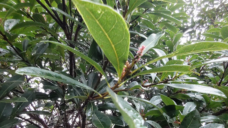 ヤマモモの雌花 横浜市泉区