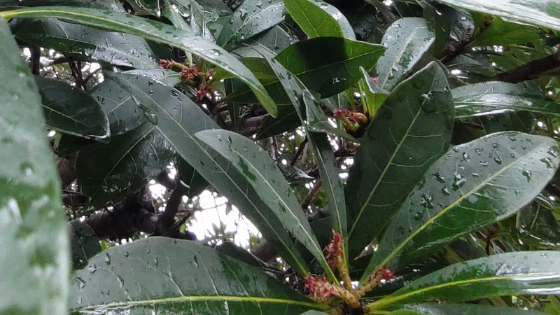 ヤマモモの雌花 横浜市泉区