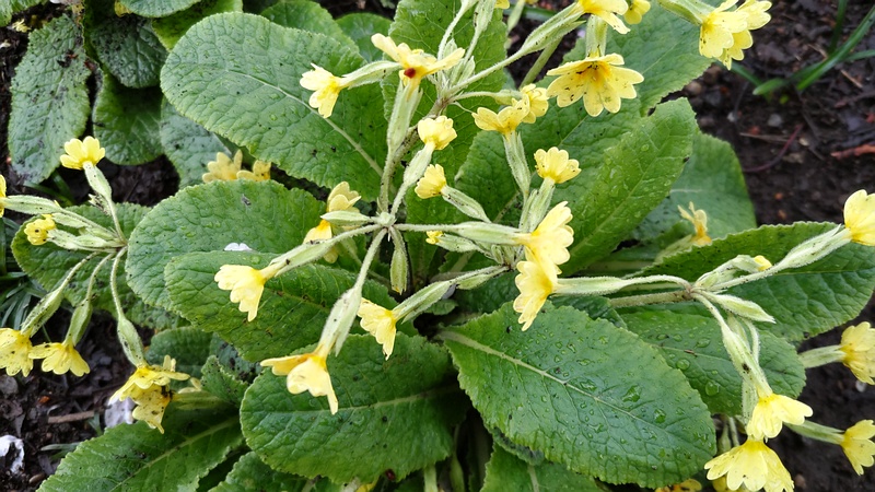 キバナノクリンザクラの花 横浜市泉区和泉中央北
