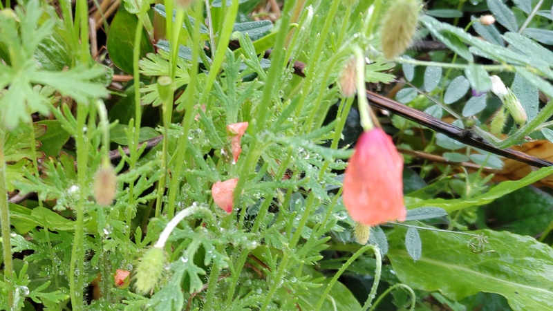 ナガミヒナゲシの花 横浜市泉区和泉町