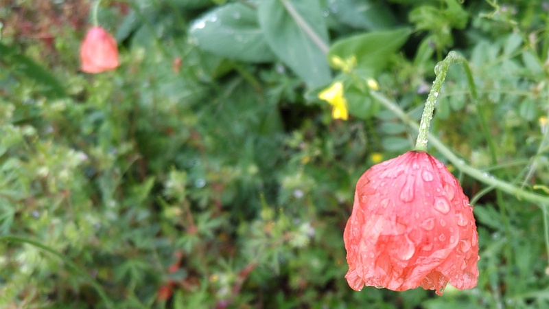 ナガミヒナゲシの花 横浜市泉区和泉町