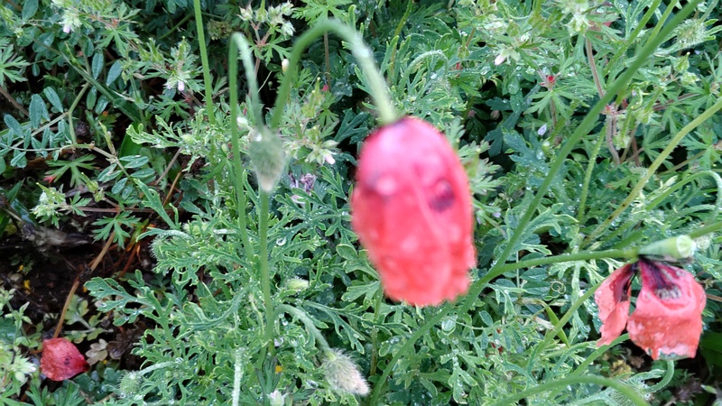 ナガミヒナゲシの花 横浜市泉区和泉町