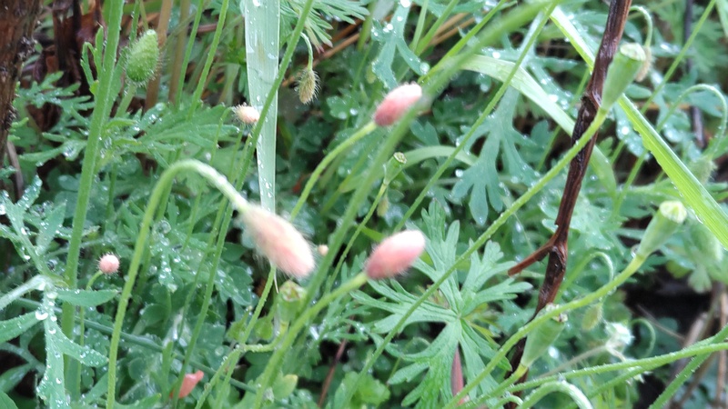 ナガミヒナゲシの花 横浜市泉区和泉町
