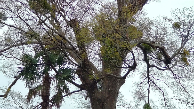ケヤキのヤドリギ 横浜市泉区和泉中央北