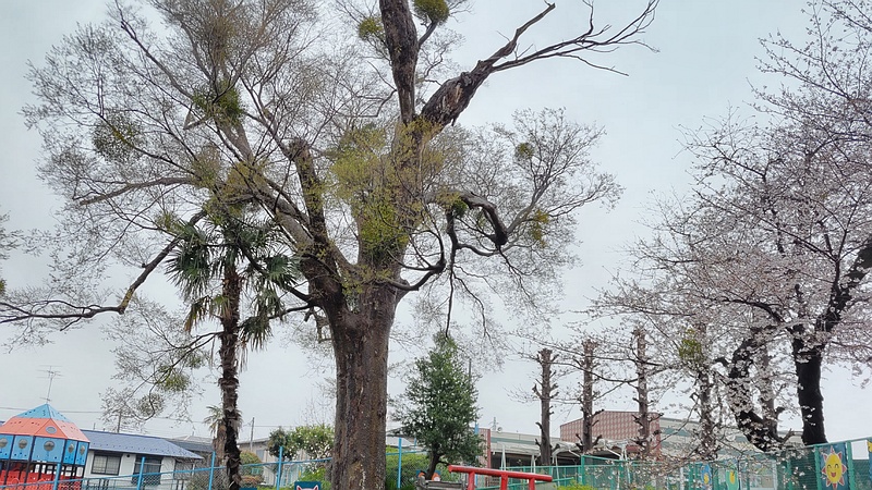 ケヤキのヤドリギ 横浜市泉区和泉中央北