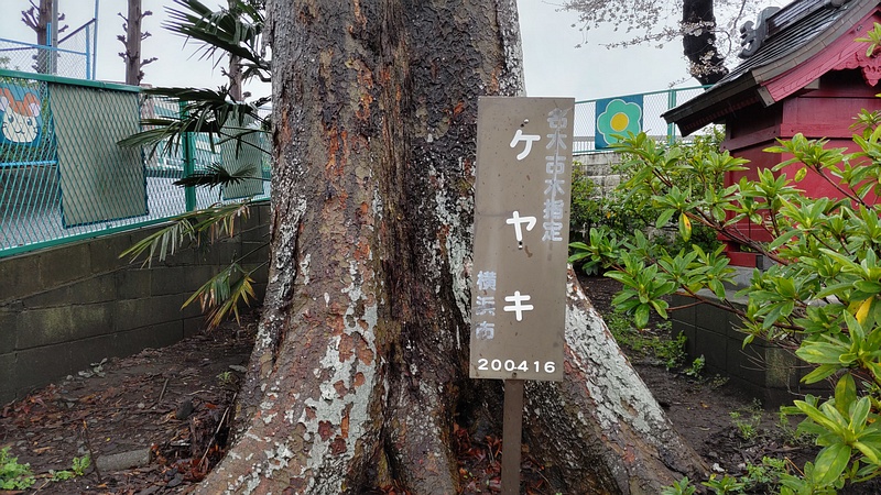 名木古木指定のケヤキ 横浜市泉区和泉中央北