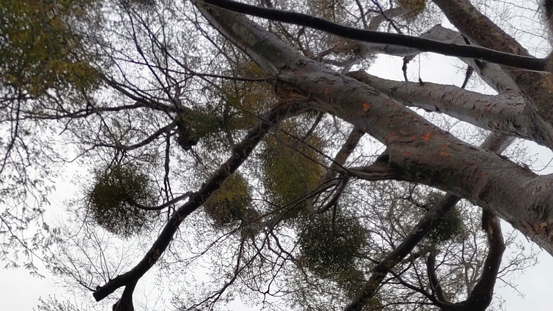 ケヤキのヤドリギ 横浜市泉区和泉中央北