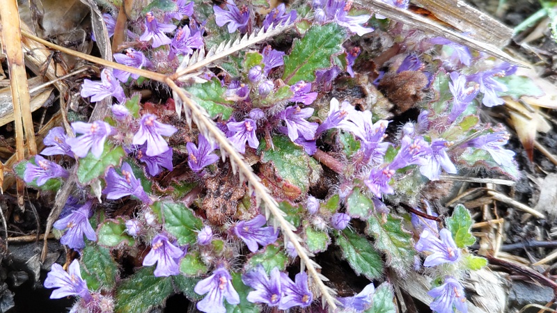 キランソウの花 横浜市泉区和泉町