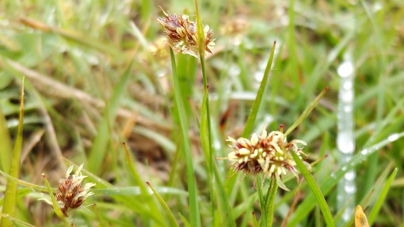 スズメノヤリの花 横浜市泉区和泉町