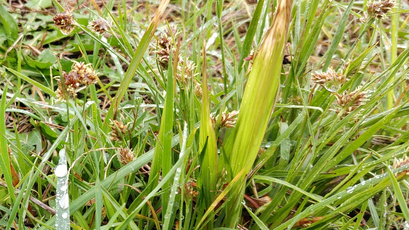 スズメノヤリの花 横浜市泉区和泉町