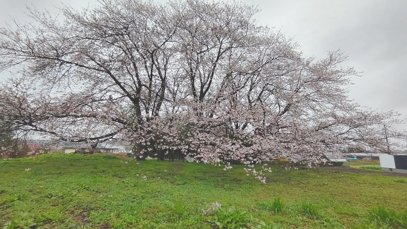 ソメイヨシノ 横浜市泉区和泉町