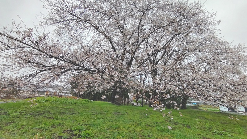 ソメイヨシノ 横浜市泉区和泉町