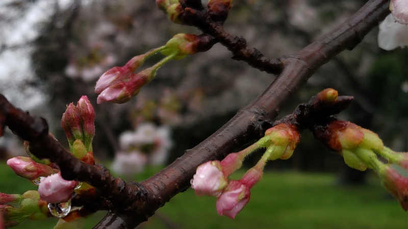 ソメイヨシノ 横浜市泉区和泉町