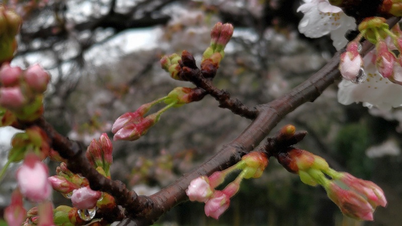 ソメイヨシノ 横浜市泉区和泉町