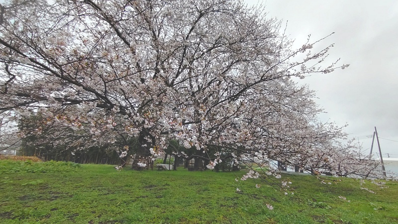 ソメイヨシノ 横浜市泉区和泉町