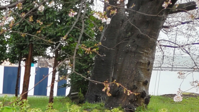 ソメイヨシノの幹 横浜市泉区和泉町