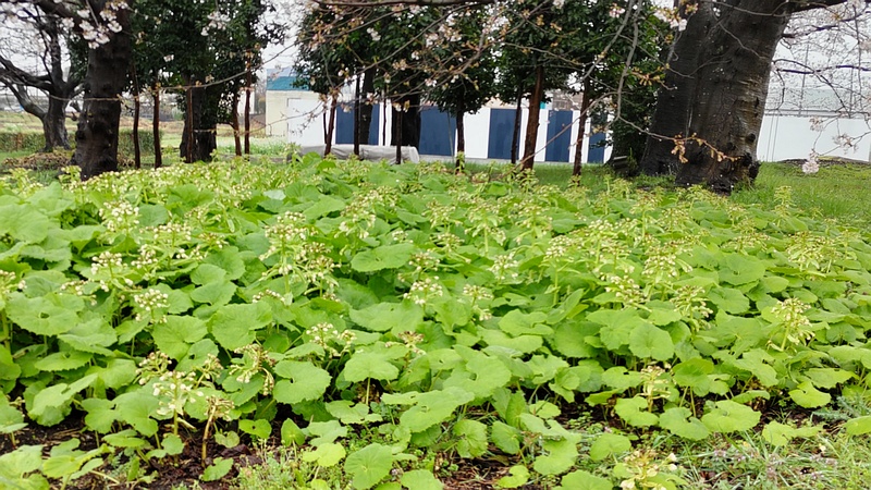 ソメイヨシノとフキノトウ 横浜市泉区和泉町