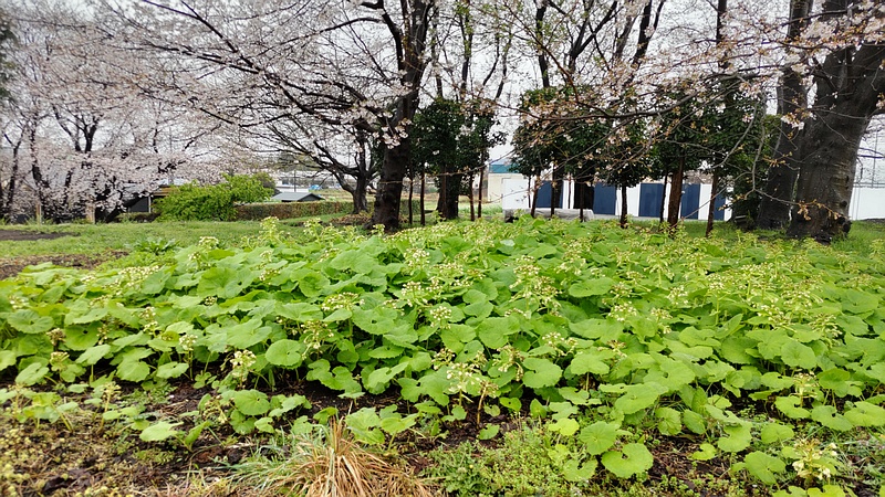 ソメイヨシノとフキノトウ 横浜市泉区和泉町
