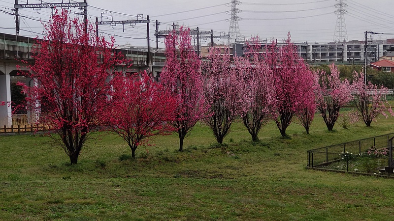 ハナモモの花 横浜市泉区和泉町