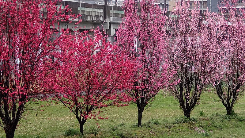 ハナモモの花 横浜市泉区和泉町
