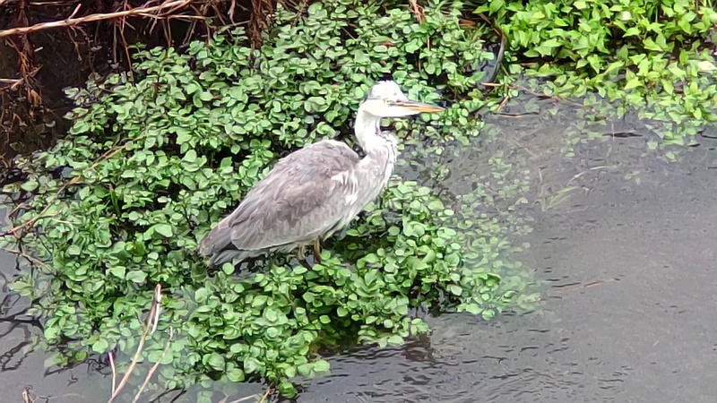 アオサギ 横浜市泉区和泉町