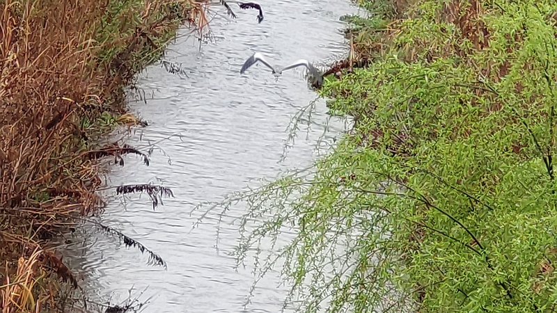 アオサギ 横浜市泉区和泉町