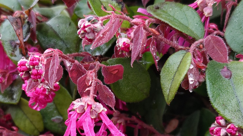 アカバナトキワマンサクの花と蕾 横浜市泉区和泉町