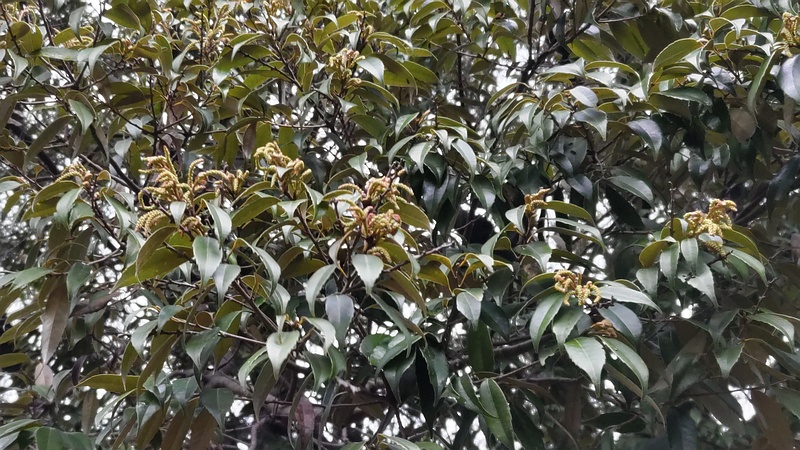 スダジイの花 横浜市泉区和泉町