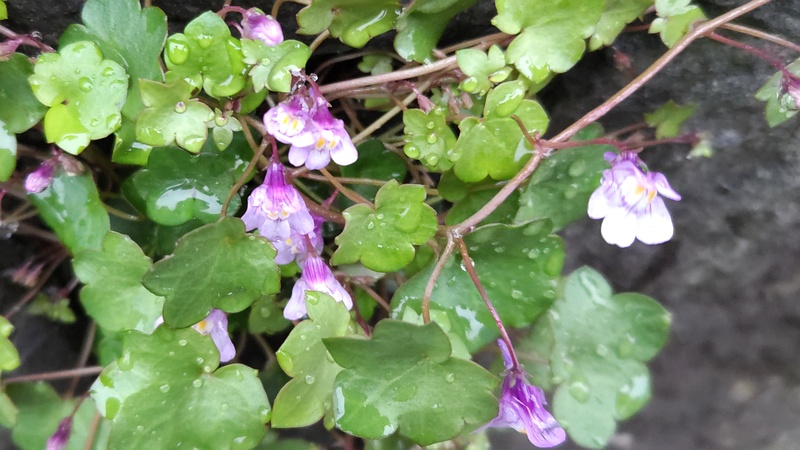 ツタバウンランの花 横浜市泉区和泉町