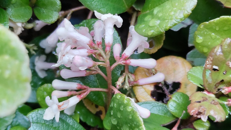 イワナシの花 横浜市泉区和泉町