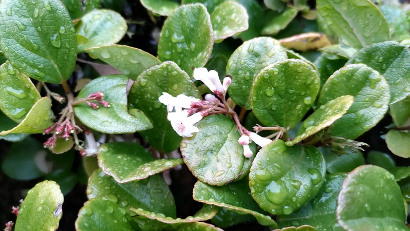 イワナシの花 横浜市泉区和泉町