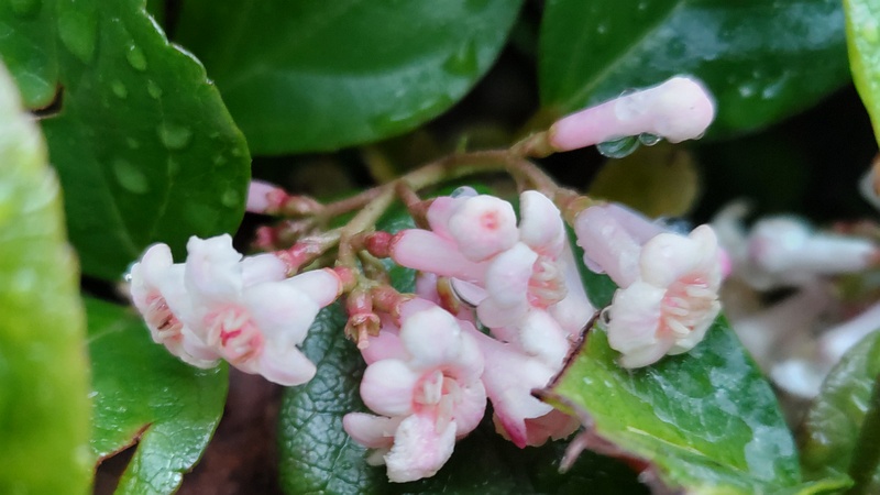 イワナシの花 横浜市泉区和泉町