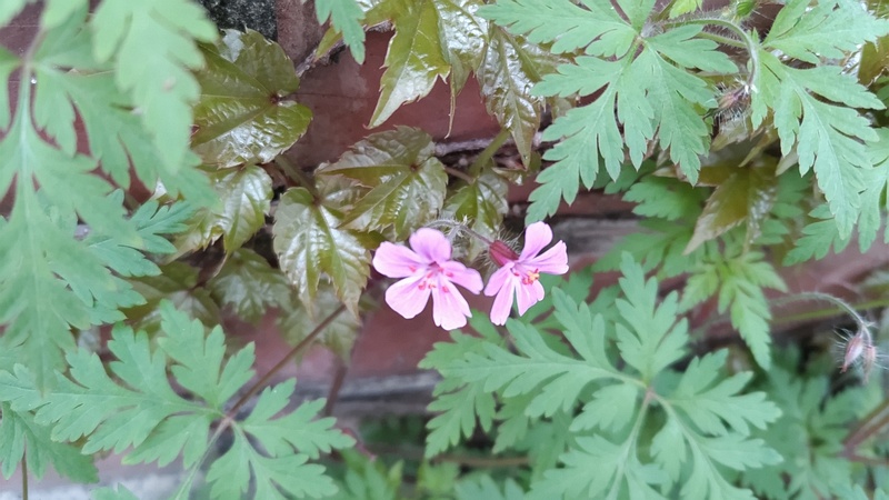 ヒメフウロの花 横浜市旭区中希望が丘