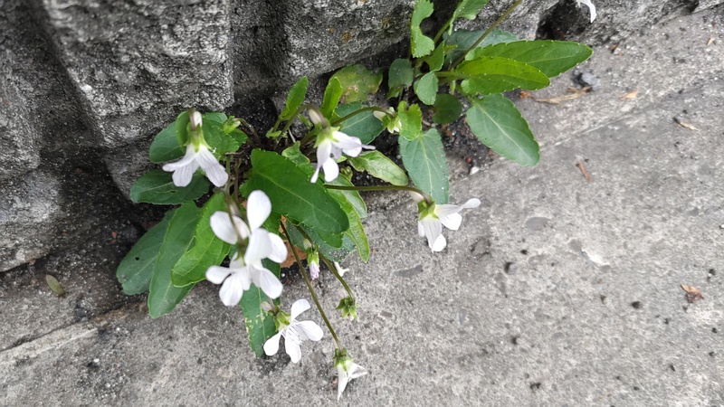 アリアケスミレの花 東京都大田区平和の森公園