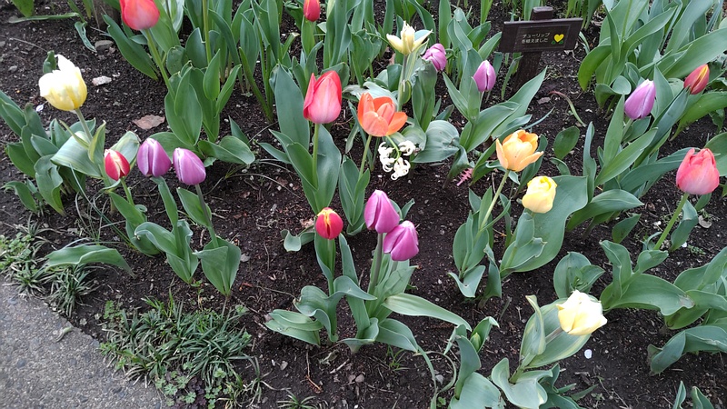 チューリップの花 東京都大田区平和の森公園