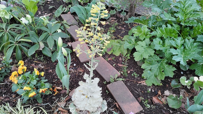 ハボタンの花 東京都大田区平和の森公園